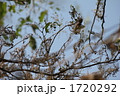 アメリカシロヒトリの被害①