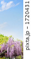 藤棚　紫色の藤の花と青空　縦長画面　合成