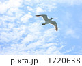 かもめ②