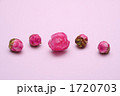 山茶花の蕾