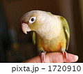 ホオミドリアカオウロコインコのシナモンです。