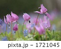 カタクリの花