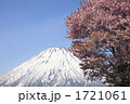 羊蹄山と桜