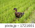 合鴨農法
