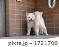 柴犬の子犬