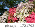 茶臼山公園のツツジ満開