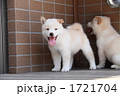 柴犬の子犬