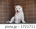 柴犬の子犬