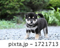 柴犬の子犬