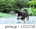 柴犬の子犬
