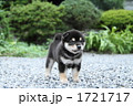 柴犬の子犬
