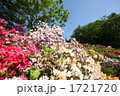 茶臼山公園のツツジ満開