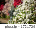 茶臼山公園のツツジ満開