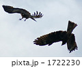 鳶 スクランブル