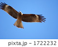 大空を舞う鳶