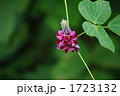 葛の花