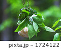 樹上の産卵