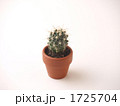 さぼてん