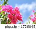 青空とブーゲンビリア