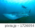 ジンベエザメとダイバー