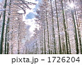 初冬の落葉松林
