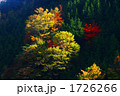 和佐俣山林道の紅葉