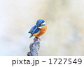 爽やかイメージのカワセミ