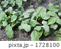 ハツカダイコン発芽