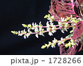 コリウスの花咲く