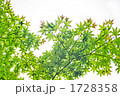 新緑のカエデ若葉