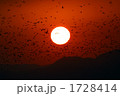 太陽の周りを舞う冬の出水市の鶴