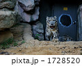 雪豹 