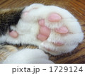 1729124