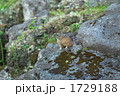 ナキウサギ1
