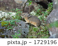 ナキウサギ2
