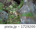 ナキウサギ3