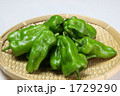 新鮮ピーマン収穫