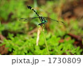 ノシメトンボ　トンボ　