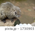 タイワンリス