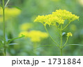 1731884