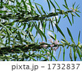 青空の下胡麻の花咲く
