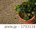 1733118