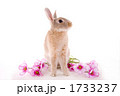 踏ん張りポーズのウサギとコスモス