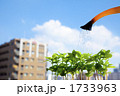 新芽とジョウロの水やり