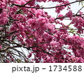 枝垂桜