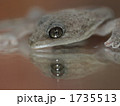 ヤモリ