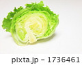 レタス　半分