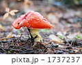 北欧の森のきのこ