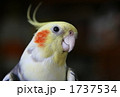 オカメインコのゴンちゃん