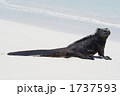 ガラパゴスのウミイグアナ